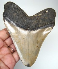 MEGALODONTE DENTE DI SQUALO -