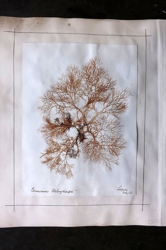 Alga pressata erbario - pressata,