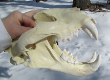 Tigon leone tigre ibrido teschio fuso tassidermia liger replica