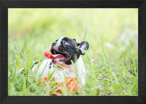 Cucciolo bulldog francese - cucciolo,
