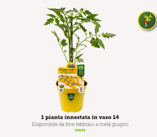 Pianta pomodoro innestato - pomodoro,