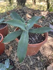 AGAVE Gypsophila Diametro