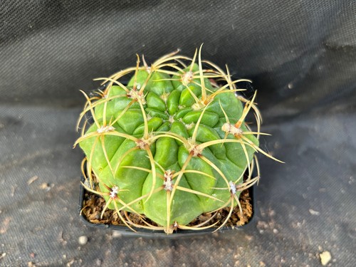 Gymnocalycium monvillei - gymnocalycium,