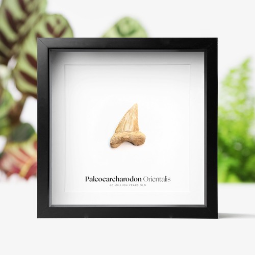 Paleocarcharodon orientalis - paleocarcharodon,