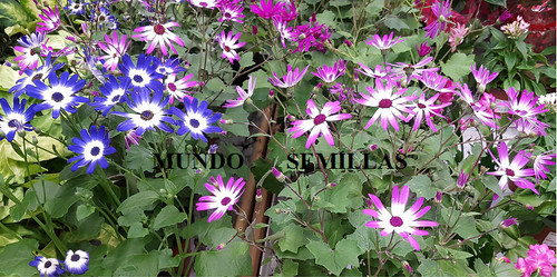 Senecio urna cineraria hybrida - senecio,