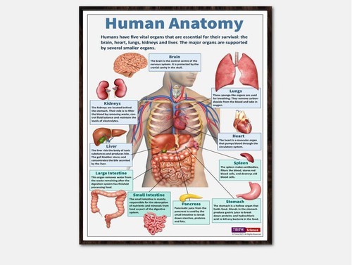Poster biologia umana - poster,