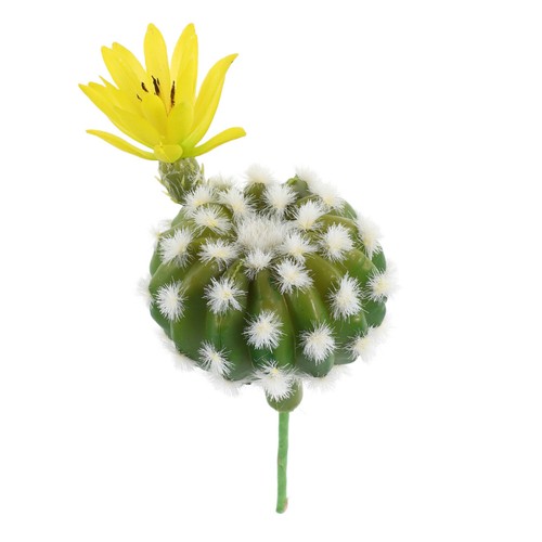 Ornamento succulento piante - ,