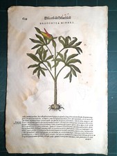 MATTIOLI MATTHIOLI Erbario a