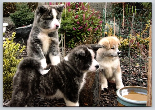 Postcard akita inu puppies dog - postcard,