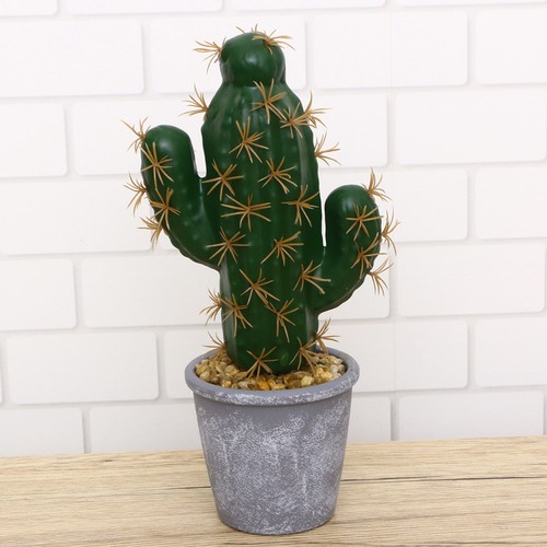 Decorazioni cactus piante - cactus,