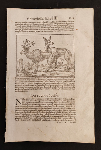 Cervo bisonte bufalo - cervo,