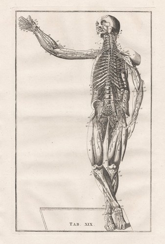 Scheletro umano muscoli - scheletro,