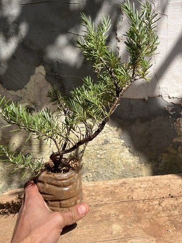 Bonsai rosmarino prostrato - bonsai, ,prostrato