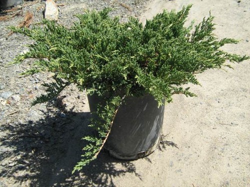 Juniperus prince walles - juniperus, of