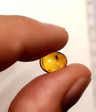 AMBRA fossile del Baltico - Goccia con raro inserimento insetto 