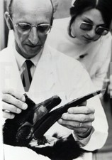 Foto Vintage Animali Londra Bucero si rifà la dentiera, 1972 stampa 18x13 cm