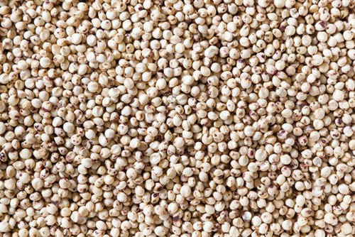 100 semi sorgo bianco - 100,