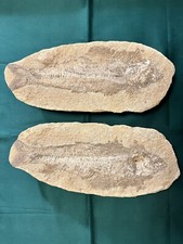 Fossile pesce doppia matrice