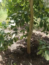 Agrumi Limone Pianta Zagara Bianca Età : 6 ~7 anni