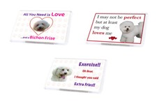 Cute Funny Dog BICHON FRISE