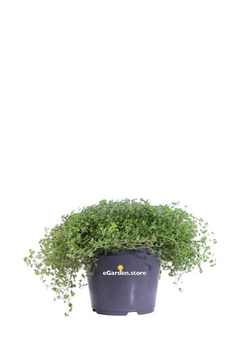 Pianta soleirolia - pianta, di