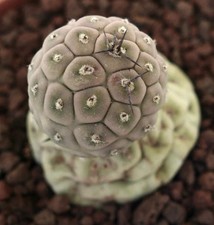 Tephrocactus geometricus TWO BALLS 153