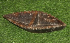 Antico di Legno Decorativi