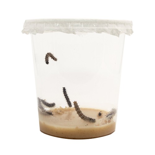 Kit ricarica bruchi 5 7 - bruchi, 🐛