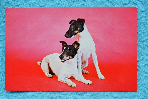 Fox terrier razza - razza,