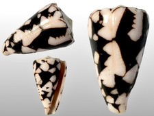 Conidae, Conus bandanus f