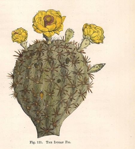 Stampa antica fiori - stampa,