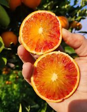 ❤️ ARANCE TAROCCO Sicilia