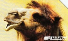 G 843 C&C 2914 USED ANIMAL