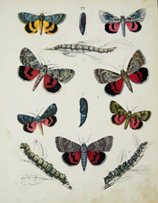 1851 ANTICA STAMPA NATURALE SU