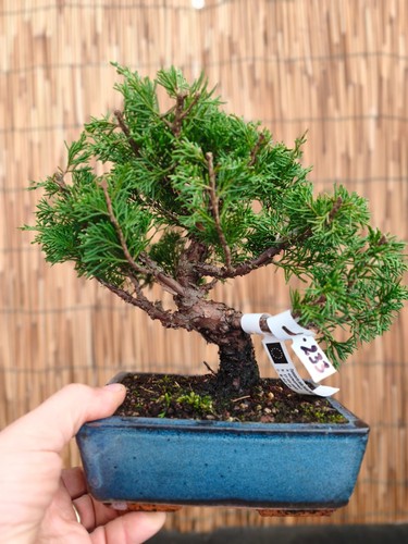 Bonsai ginepro itoigawa - di,