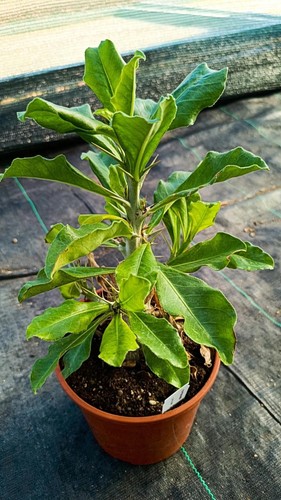 Pachypodium saundersii