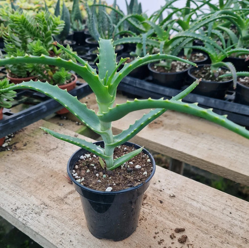 Aloe arborescens cm - aloe,