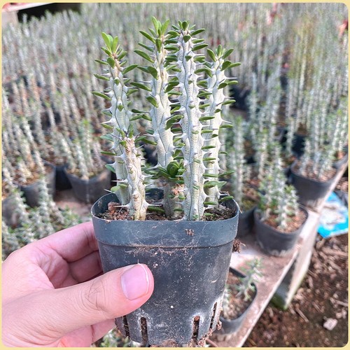5pcs 10cm alluaudia - 10cm,