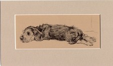 Cecil Aldin ~ Dachshund  Puppy