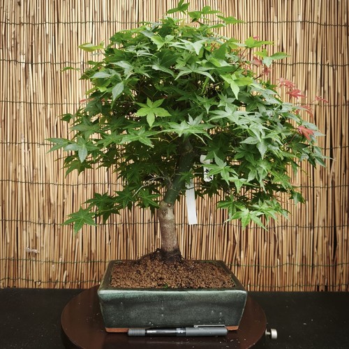 Bonsai acero deshojo 44cm - acero,