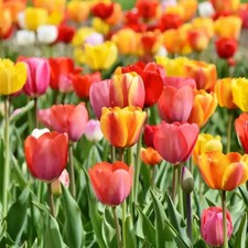 Bulbi di Tulipano Ibrido di Darwin Mix Olandesi a fioritura garantita (40pz)