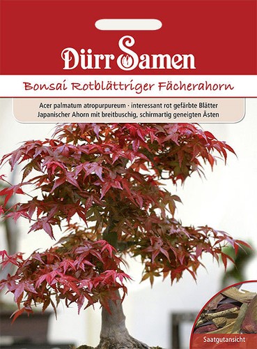 Bonsai acero ventaglio a - acero,