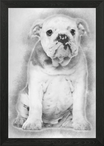 English bulldog puppy mo - english, 4