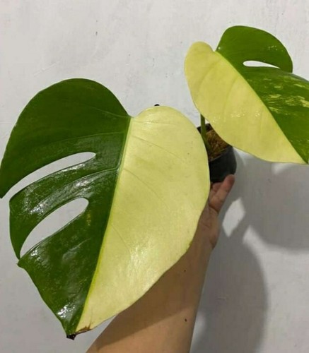 Monstera marmorata aureum