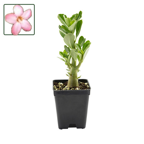 Adenium arabicum tiny ding - adenium,