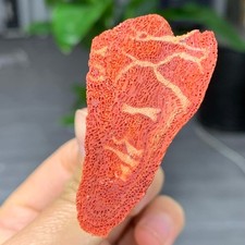 Campioni minerali marini