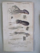 Stampa d'epoca, POULE,2