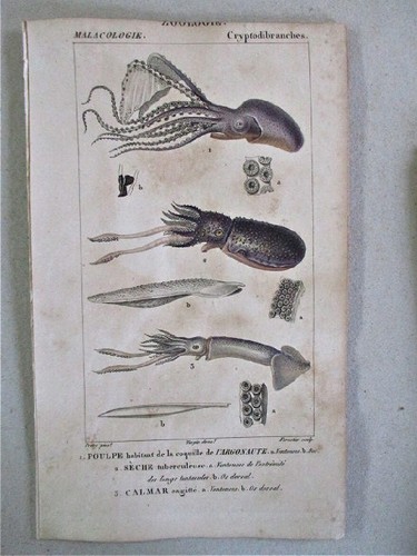 Stampa epoca poule - stampa, poule,2