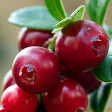PIANTA DI MIRTILLO ROSSO
