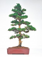 Bonsai di Abete falciforme